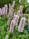 Rdest wężownik- Persicaria bistorta 'Superba' (p9)