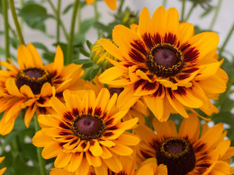 Rudbekia- Rudbeckia 'SmileyZ Giggling' ®