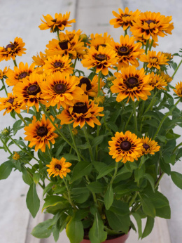 Rudbekia- Rudbeckia 'SmileyZ Giggling' ®