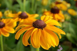 Rudbekia- Rudbeckia hirta 'Toto Gold'