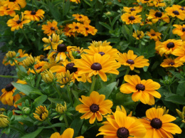 Rudbekia- Rudbeckia hirta 'Toto Gold'