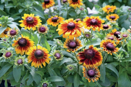 Rudbekia- Rudbeckia hirta 'Toto Rustic'