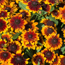 Rudbekia- Rudbeckia hirta 'Toto Rustic'