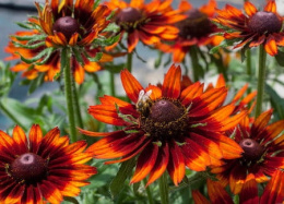 Rudbekia- Rudbeckia 'SmileyZ Happy ' ®