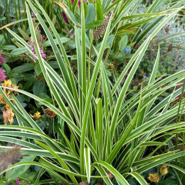 Turzyca morowa- Carex morrowii 'Goldband'