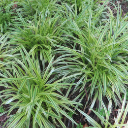 Turzyca morowa- Carex morrowii 'Goldband'