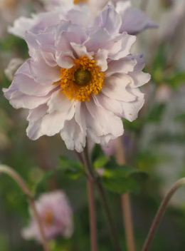 Zawilec- Anemone 'Frilly Knickers' (p9)