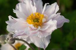 Zawilec- Anemone 'Frilly Knickers' (p9)