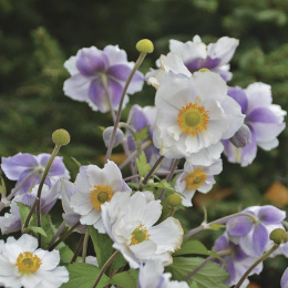 Zawilec- Anemone 'Dreaming Swan' (p9)