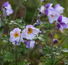 Zawilec- Anemone 'Dreaming Swan' (p9)