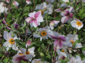 Zawilec- Anemone 'Dainty Swan'