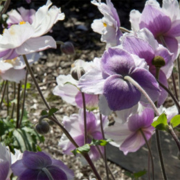 Zawilec- Anemone 'Dreaming Swan'