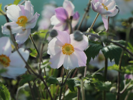 Zawilec- Anemone 'Dreaming Swan'