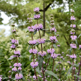 Żeleźniak bulwiasty- Phlomis tuberosa 'Amazone'