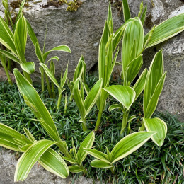Bletilla pasiasta - Bletilla striata 'Alba Variegata'