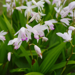 Bletilla pasiasta - Bletilla striata 'Alba Variegata'