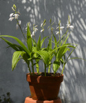 Bletilla pasiasta - Bletilla striata 'Alba Variegata'