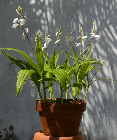 Bletilla pasiasta - Bletilla striata 'Alba Variegata' Bletilla pasiasta - Bletilla striata 'Alba Variegata'