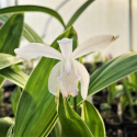 Bletilla pasiasta - Bletilla striata 'Alba Variegata'