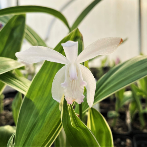 Bletilla pasiasta - Bletilla striata 'Alba Variegata' Bletilla pasiasta - Bletilla striata 'Alba Variegata'