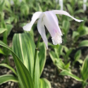 Bletilla pasiasta - Bletilla striata 'Alba Variegata'