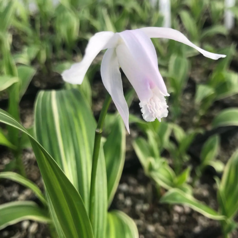 Bletilla pasiasta - Bletilla striata 'Alba Variegata' Bletilla pasiasta - Bletilla striata 'Alba Variegata'