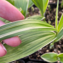 Bletilla pasiasta - Bletilla striata 'Alba Variegata'