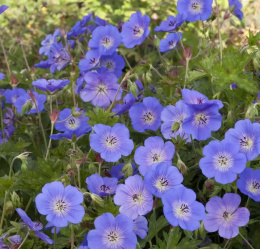 Bodziszek- Geranium 'Rozanne'