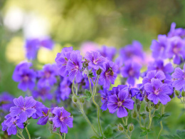 Bodziszek- Geranium 'Rozanne' (p9)