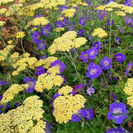 Bodziszek- Geranium 'Rozanne' (p9)