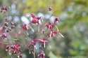Epimedium 'Red Maximum' (L)