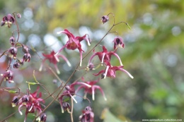 Epimedium 'Red Maximum' (L)
