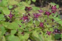 Epimedium 'Red Maximum' (L)