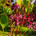 Epimedium 'Red Maximum' (L)