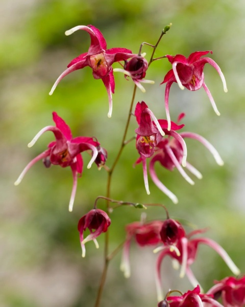 Epimedium 'Red Maximum' (L)