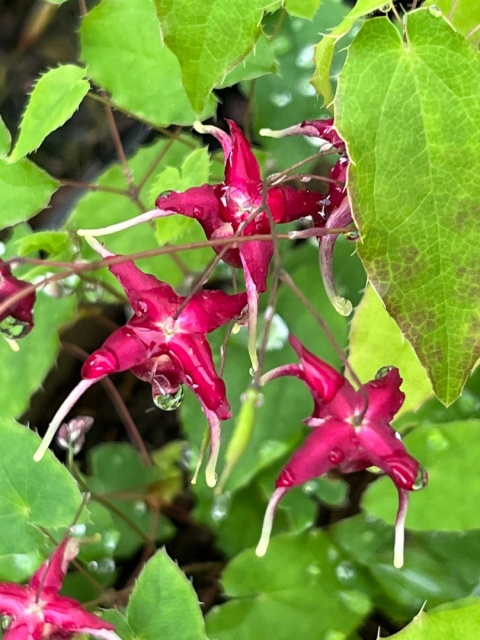Epimedium 'Red Maximum' (L)