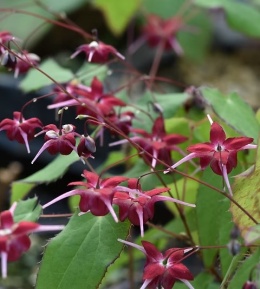 Epimedium 'Red Maximum' (W)