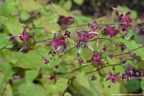 Epimedium 'Red Maximum' (GK)