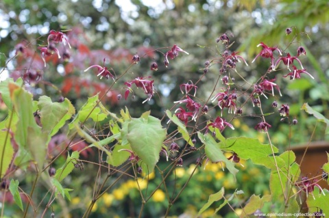 Epimedium 'Red Maximum' (GK)