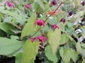 Epimedium 'Red Maximum' (GK)