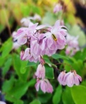Epimedium 'Sasaki' (W)