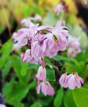 Epimedium 'Sasaki' (W)