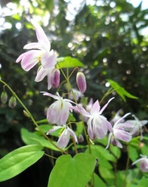 Epimedium 'Sasaki' (W)