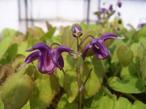 Epimedium 'Shiho' (W)