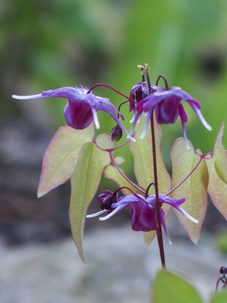 Epimedium 'Shiho' (W)