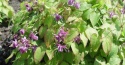 Epimedium 'Shiho' (W)