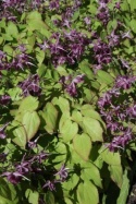 Epimedium 'Shiho' (GK)