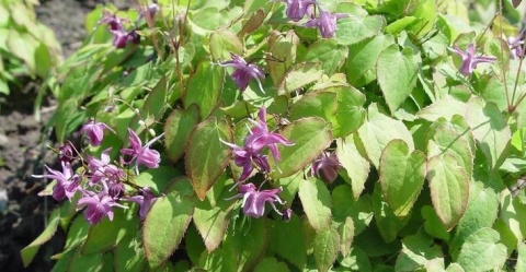 Epimedium 'Shiho' (GK)