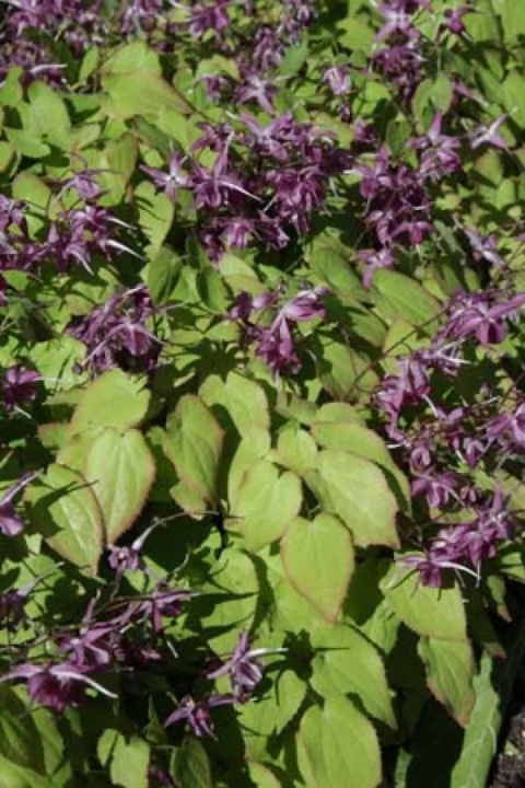 Epimedium 'Shiho'(L)