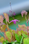 Epimedium 'Shiho'(L)